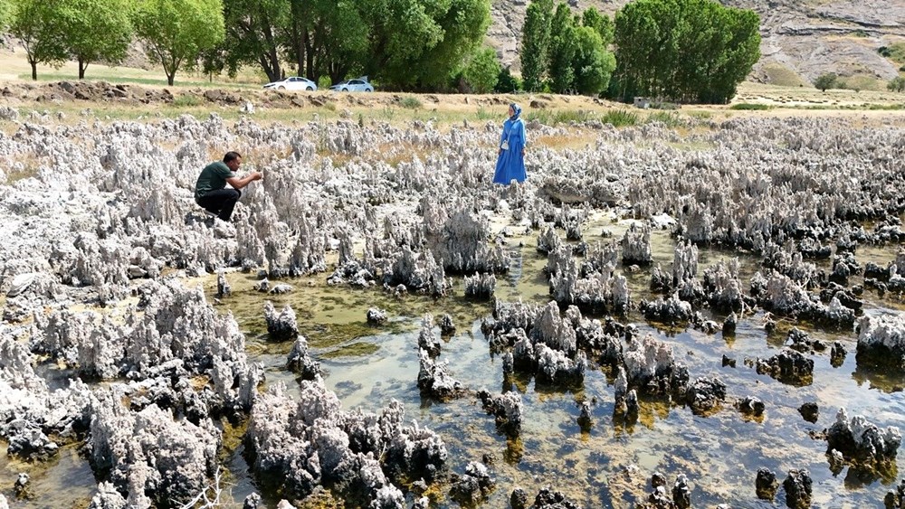 Van Gölü'nde korkutan görüntü: Boyları bir metreyi aştı - 1