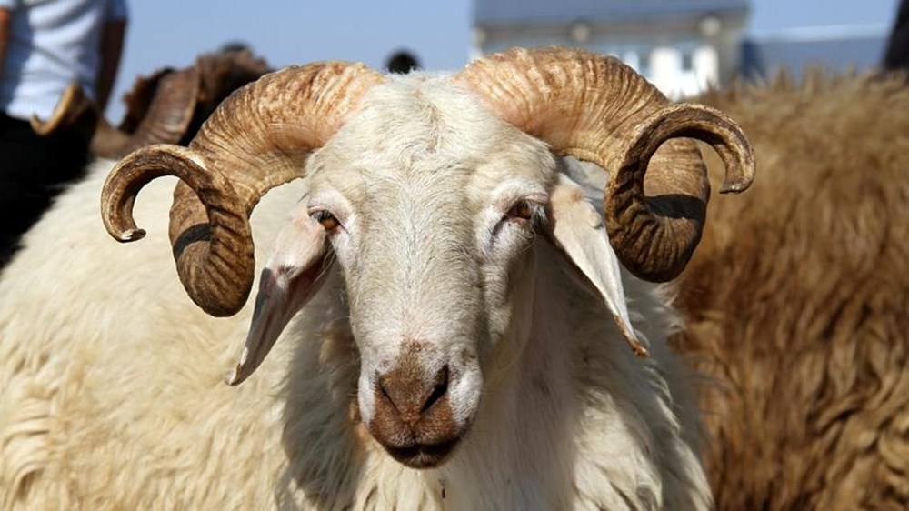 Kurban Bayramı ne zaman, hangi ayda kutlanacak? 2025 Kurban Bayramı takvimi - 4