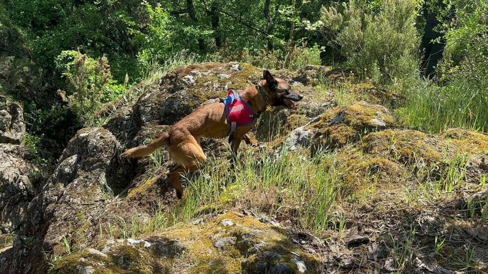 Alan taraması 5'inci günde de devam ediyor: Arama köpeği kafatası parçası buldu - 6