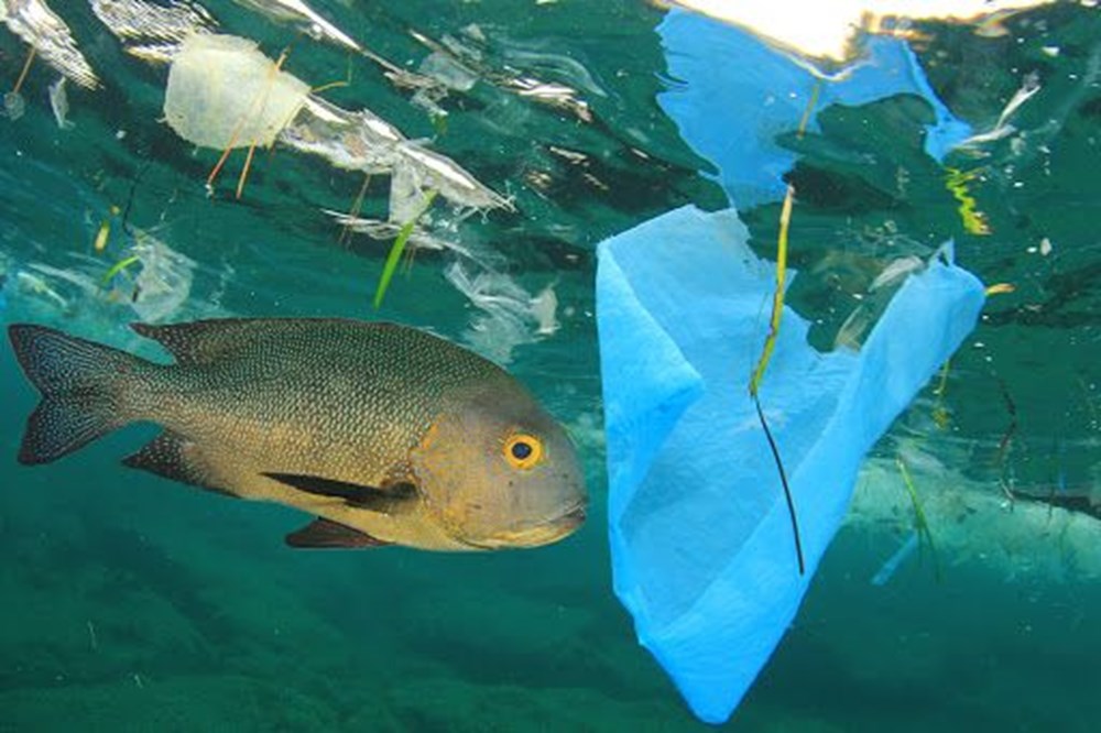 Yeni ölümcül salgınlara deniz ve okyanuslardaki plastik kirliliği neden olacak - 4