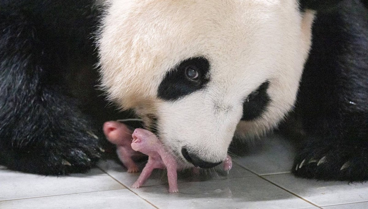 Güney Kore'de ilk kez ikiz panda doğdu