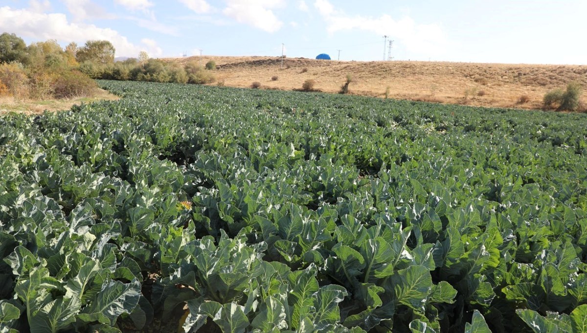 26 dekar alanda 2 yıldır yetiştiriyor: Hasadı başladı