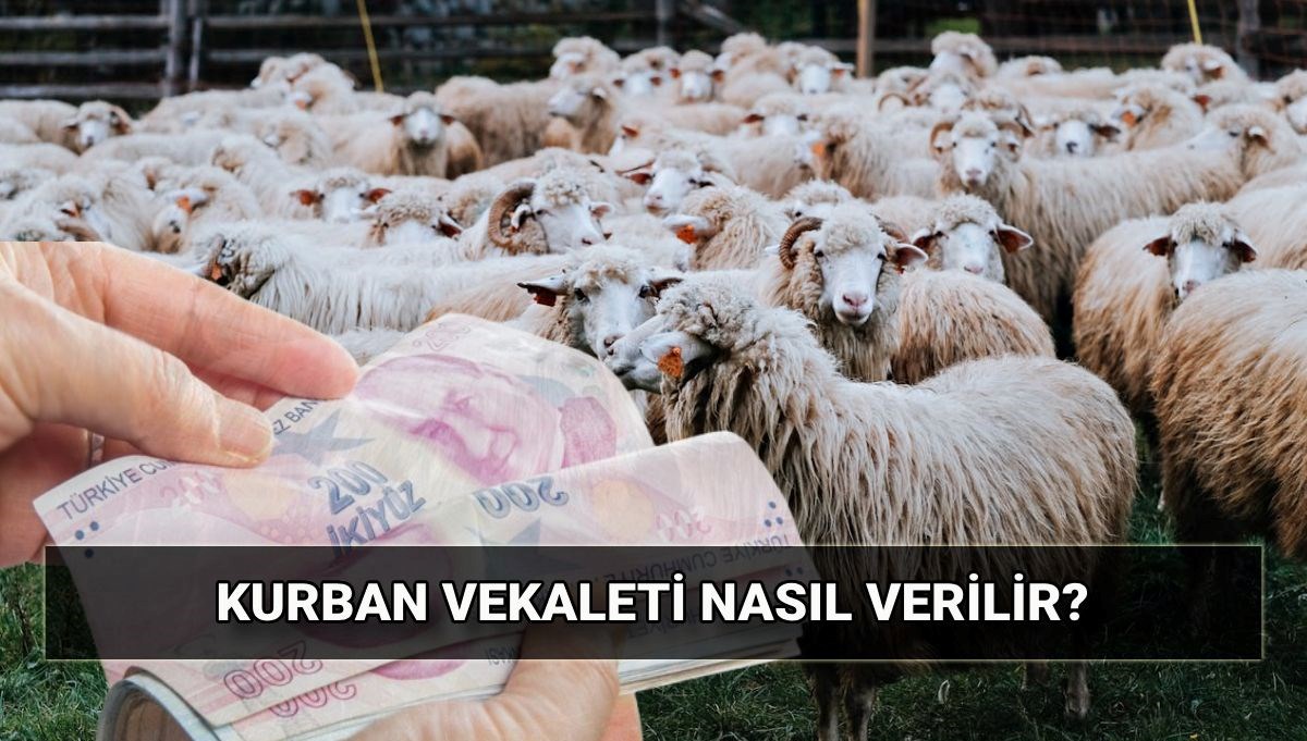 Vekaletle kurban kesilir mi, kurban vekaleti nasıl verilir? Diyanet vekaletle kurban kesim bedeli ne kadar? Vekaletle kurban kesilir mi, kurban vekaleti nasıl verilir? Diyanet vekaletle kurban kesim bedeli ne kadar?