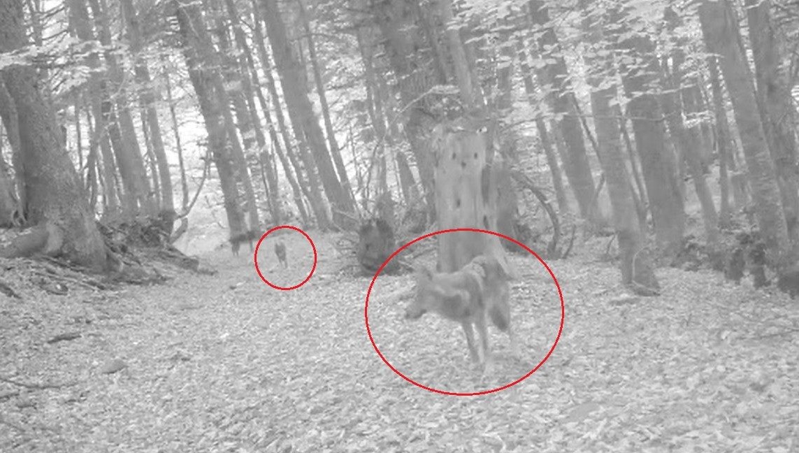 Kurtlar fotokapana yakalandı