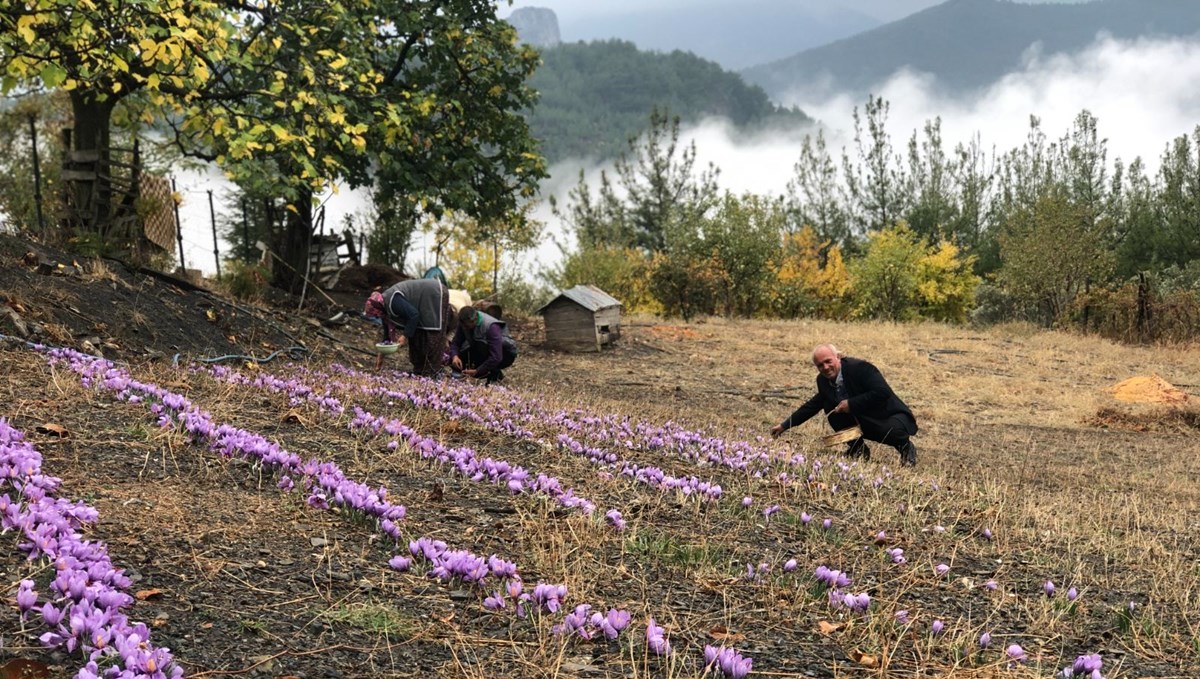 Adana'da safran hasadı başladı (Gramı 50 TL)