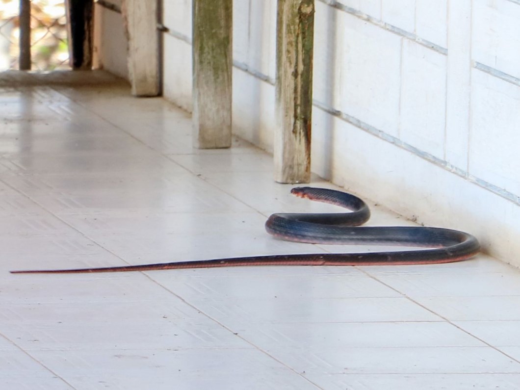 zehirli yilanlar gece cikiyor