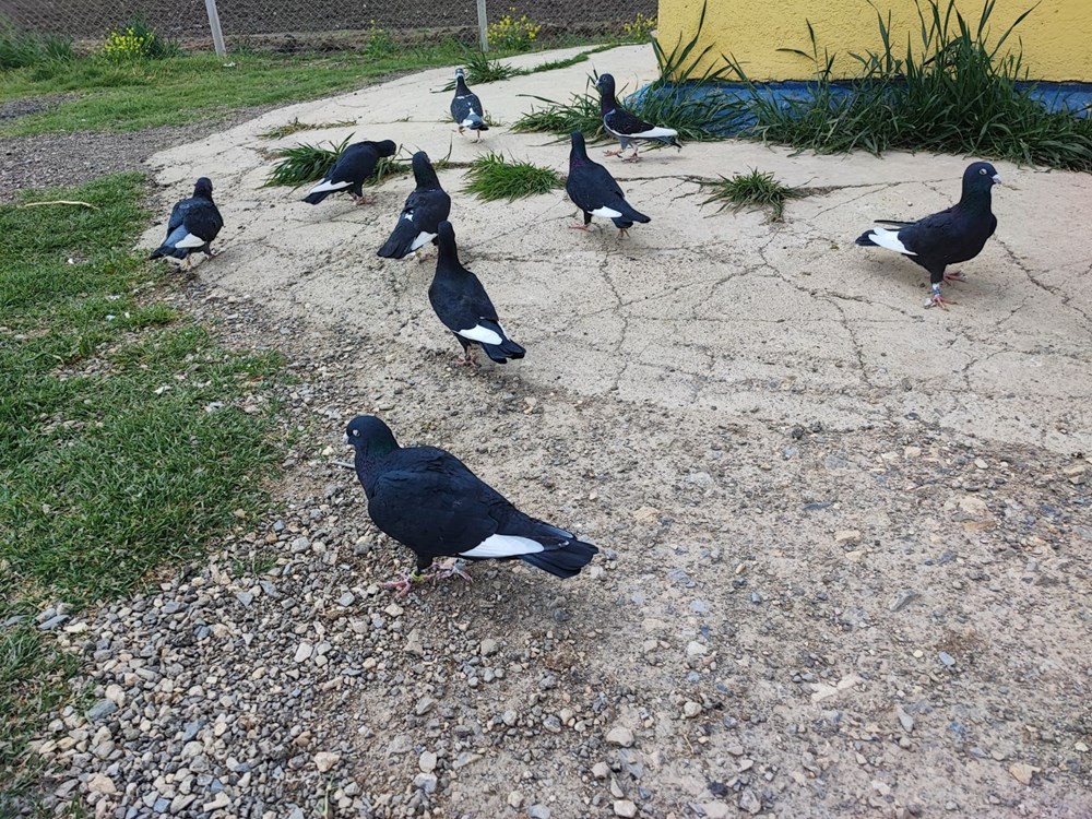 2 güvercini kayboldu: Bulana 20 bin lira ödül 73 Mb4dZt47KEGftcNDDbDkjQ