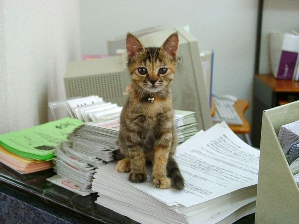 Кошка бухгалтер. Кошка в офисе. Коты с документами. Документы на кошку.