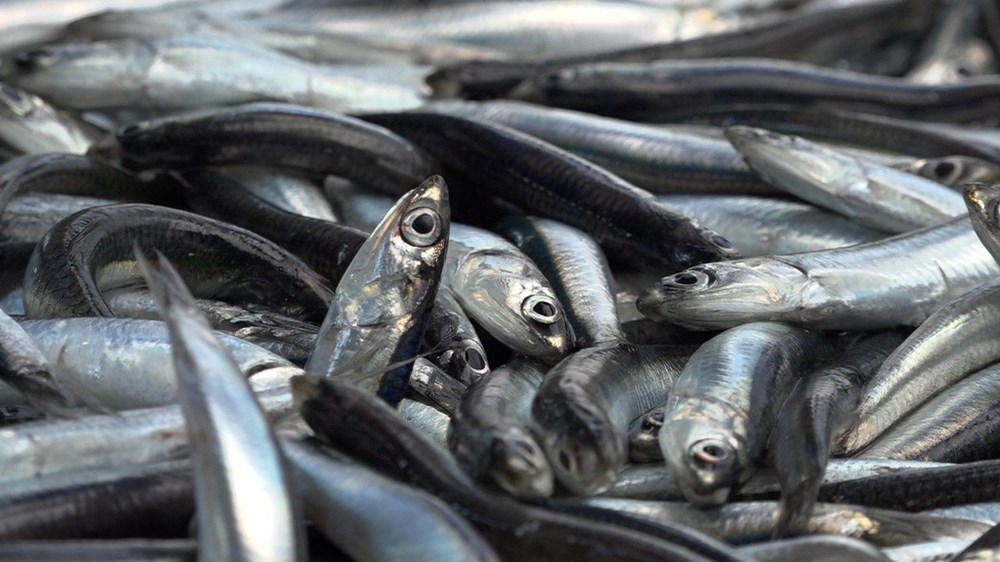 Bolluk tezgahlara yansıyacak: Kasalar dolusu hamsiyle döndüler - 1