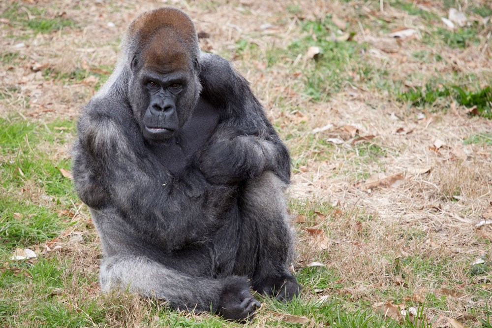 Dünyanın en yaşlı erkek gorili Ozzie hayatını kaybetti: Ölüm nedeni hala bilinmiyor - 5