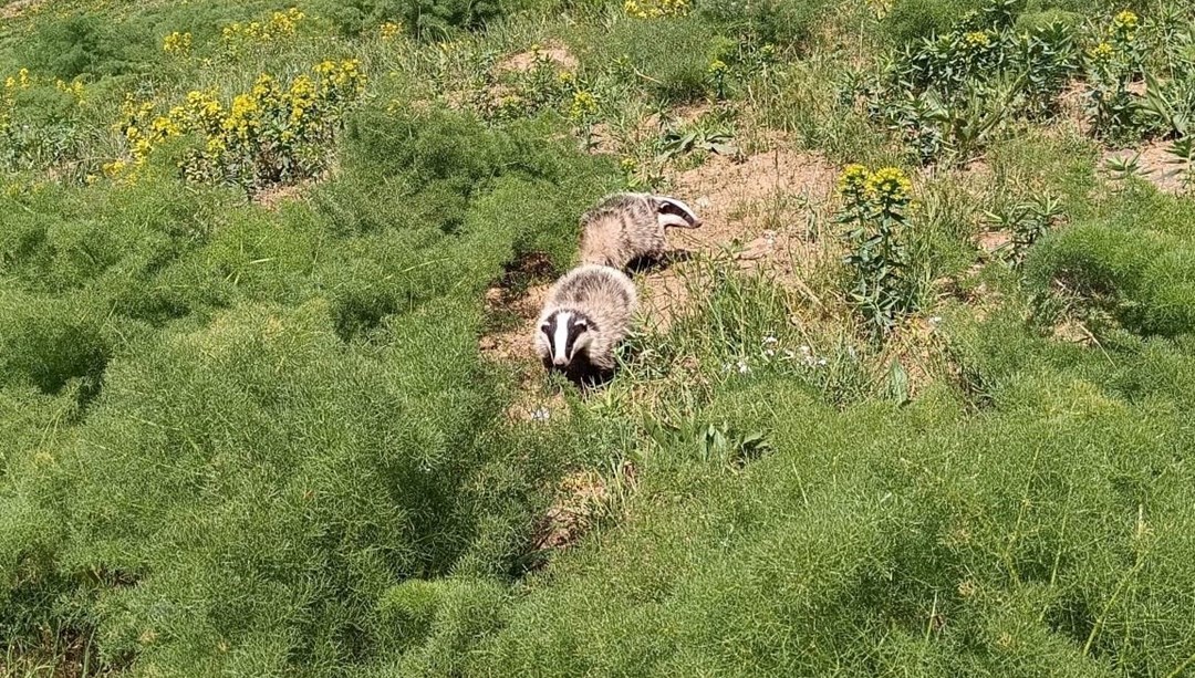 Kırmızı listedeydi, Hakkari'de görüldü: Nesli tükenmek üzere