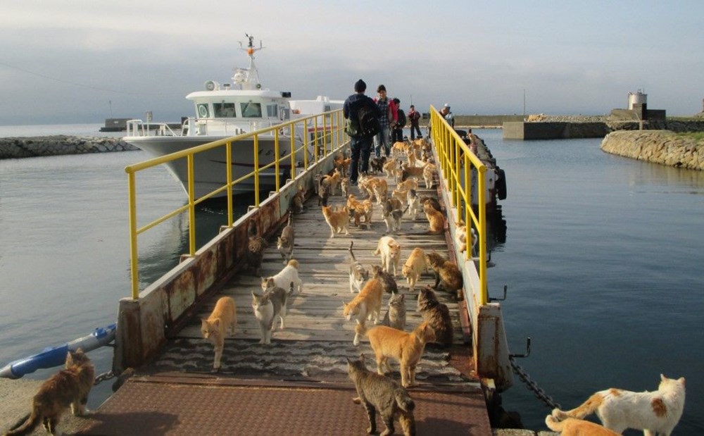 Japonya'daki kedi adası: Aoshima - 5