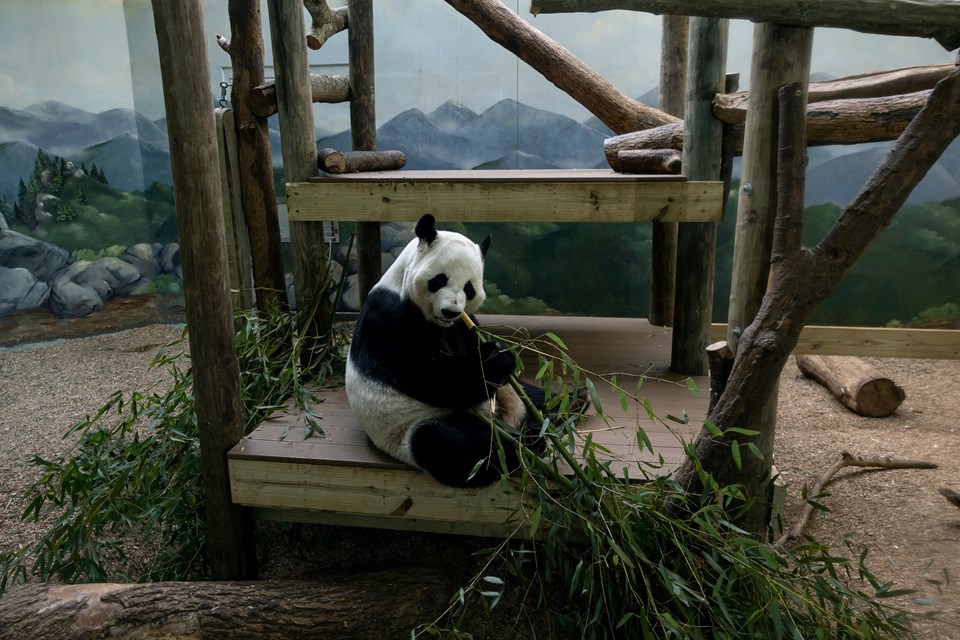 ABD son dört pandasını Çin'e geri gönderiyor - 2
