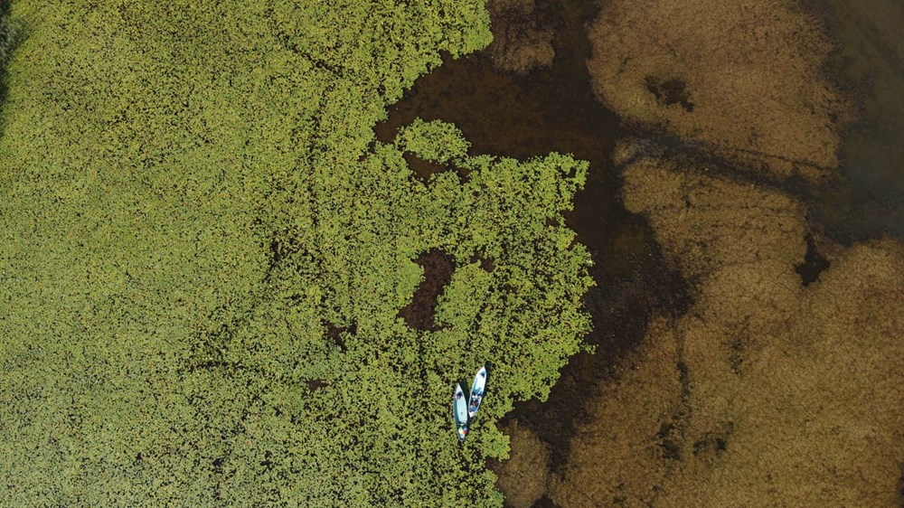 Türkiye'nin en büyük nilüfer bahçesi: Beyşehir Gölü - 13