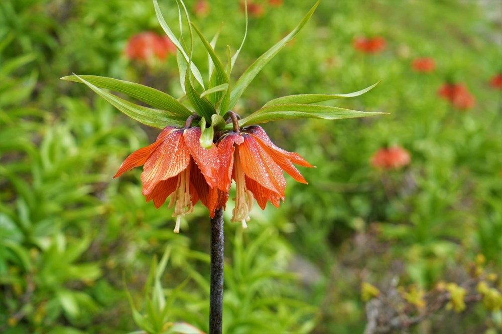 500 kilometre yol geldiler lakin dokunamadılar: Yalnızca 20 gün canlı kalıyor 72 Mhxii5 830id4ghBhuEwcQ