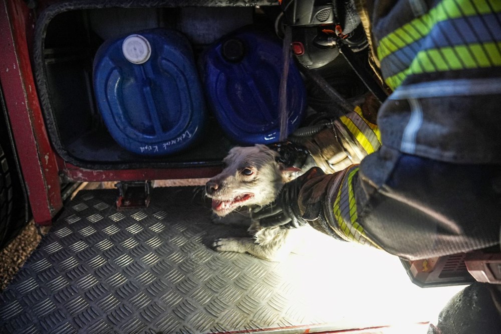 Alevlerin Ortasında Bir Mucize: İtfaiyenin Kahramanca Köpek Kurtarma Operasyonu! 72