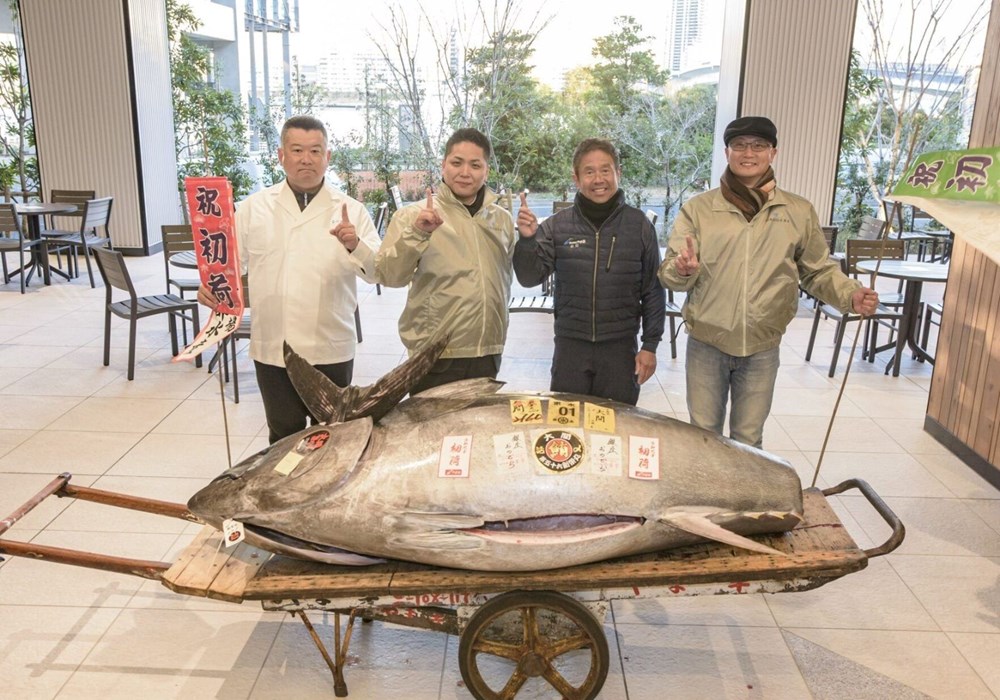 Toyosu Balık Hali'nde Geleneksel Balık Mezatı