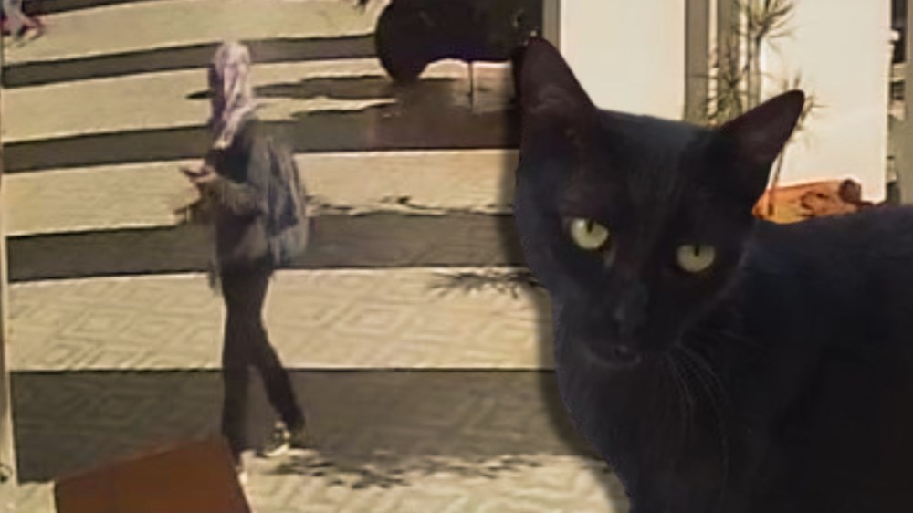 Antalya'nın Karanlık Kedisi: Gizem Perdesi Aralanıyor 72