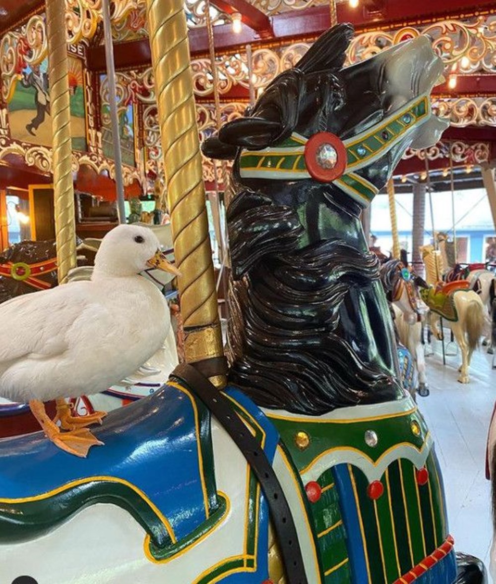 Fenomen ördeğin kazancı dudak uçuklattı - 5