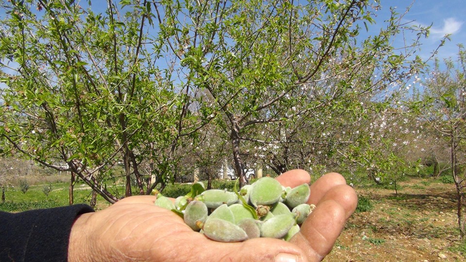Baharın ilk meyvesi tarlada 100 lira (Sezonun ilk çağla hasadı Mersin'de yapıldı) - 1
