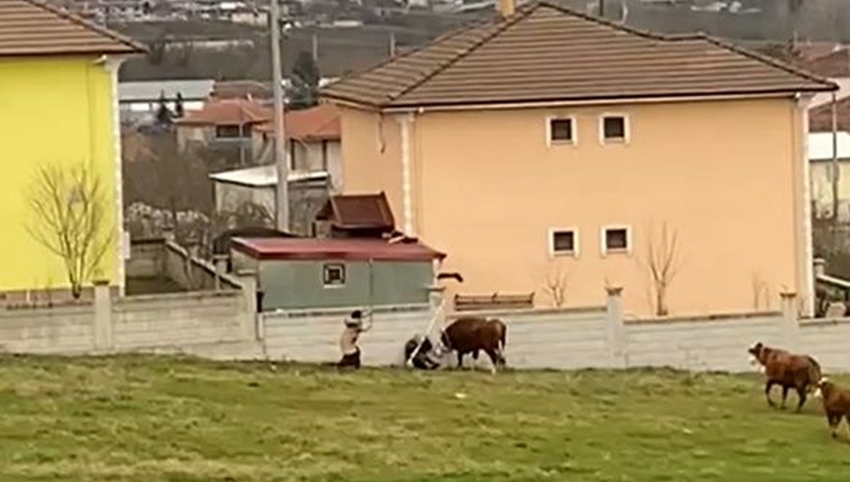 Düzce'de tosunların saldırısına uğrayan adamı çevredeki kadın kurtardı