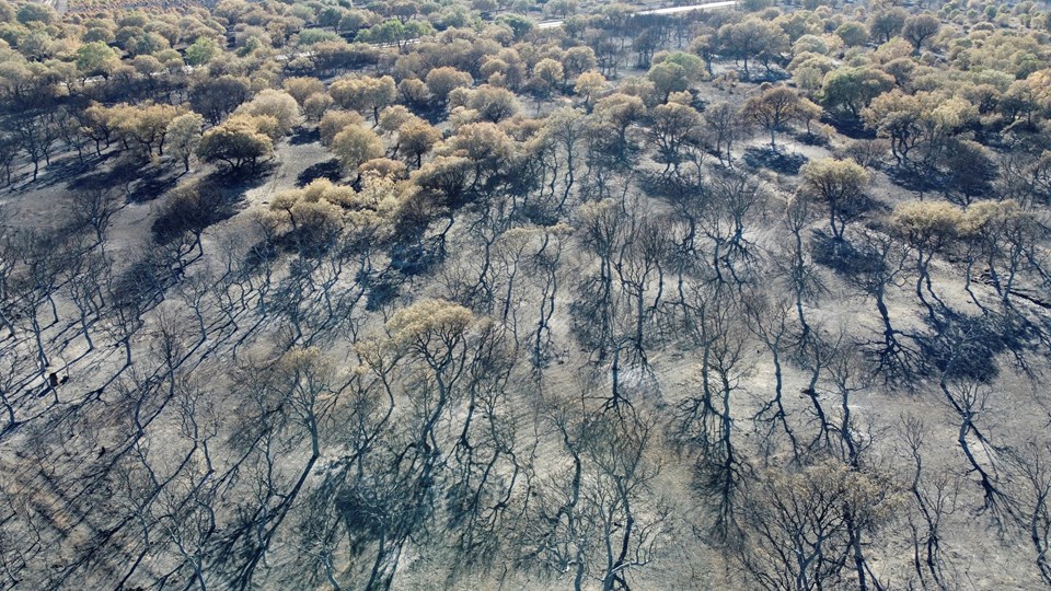 İspanya bu yüzyılın en büyük orman yangınlarıyla mücadele ediyor - 1