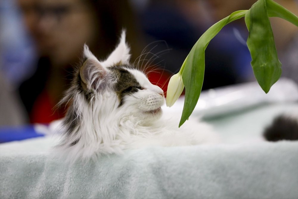 Kedi fuarından renkli fotoğraflar (Catsburg) Magazin Haberleri NTV