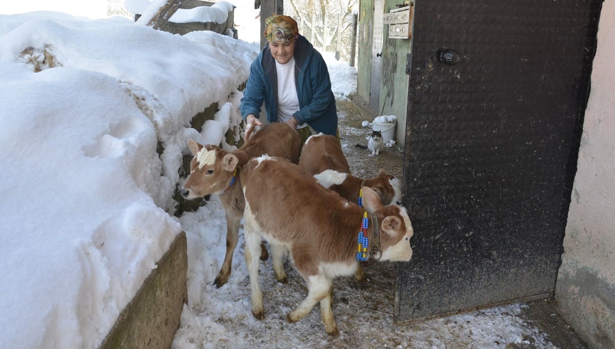 Bolu'da nadir olay: İnek üçüz doğurdu