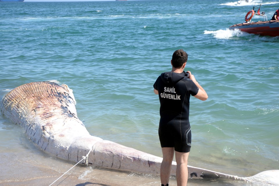 Mersin'de karaya vuran oluklu balinanın ölüm nedeni belli oldu - 1