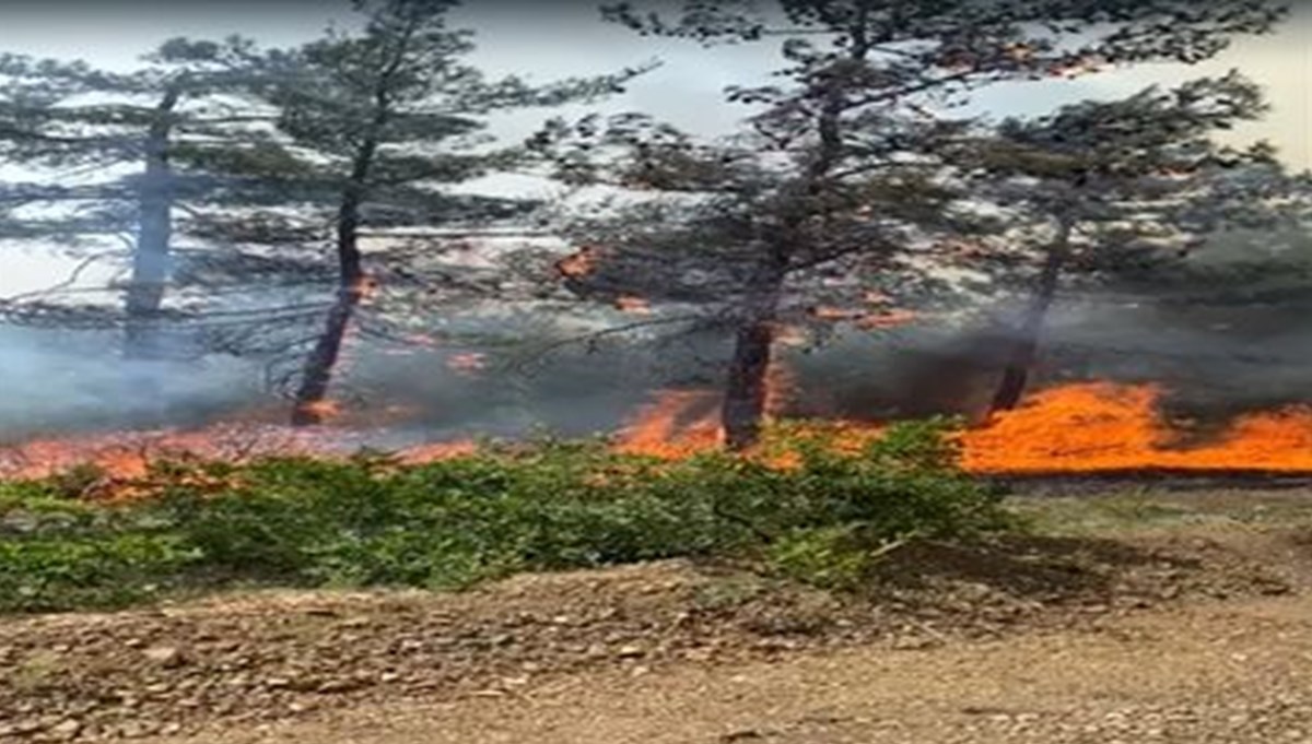 Bursa'daki orman yangınına ilişkin soruşturma