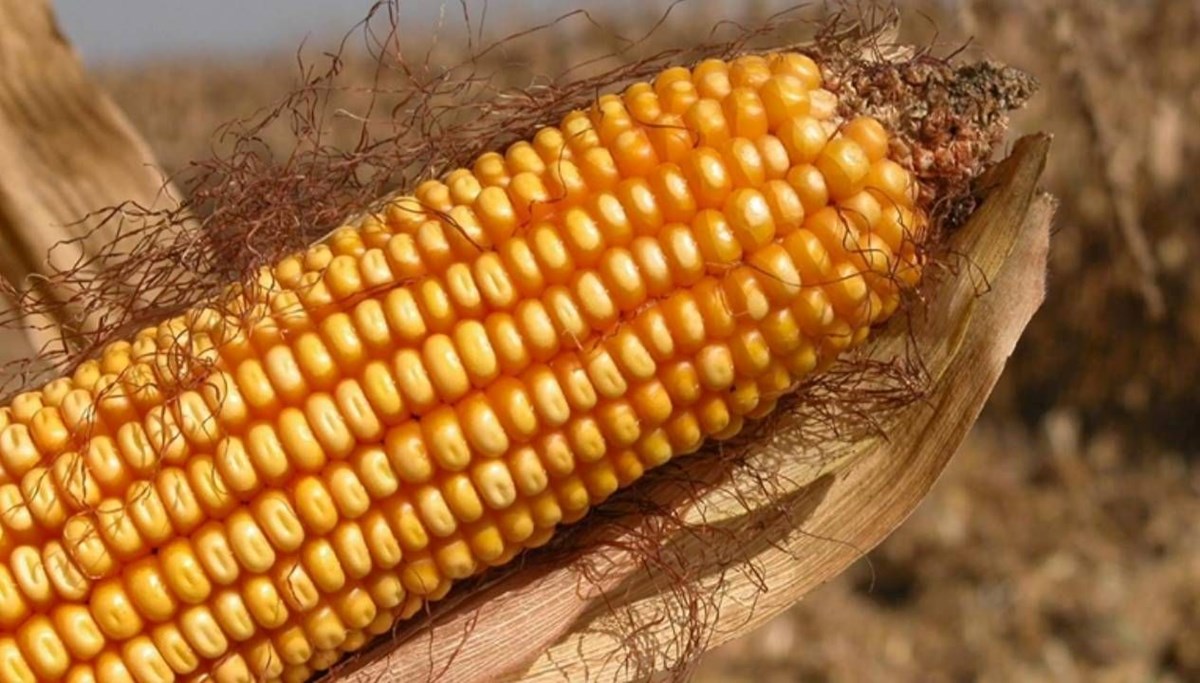 TMO, mısır alım fiyatını açıkladı