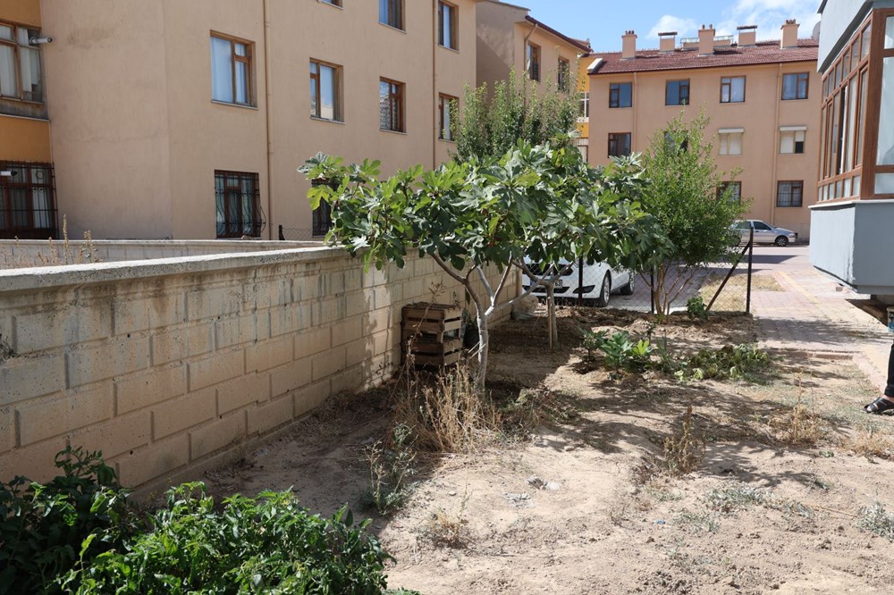 Konya'da yetişmesi zor olan meyveyi apartman bahçesinde yetiştirdi - 2