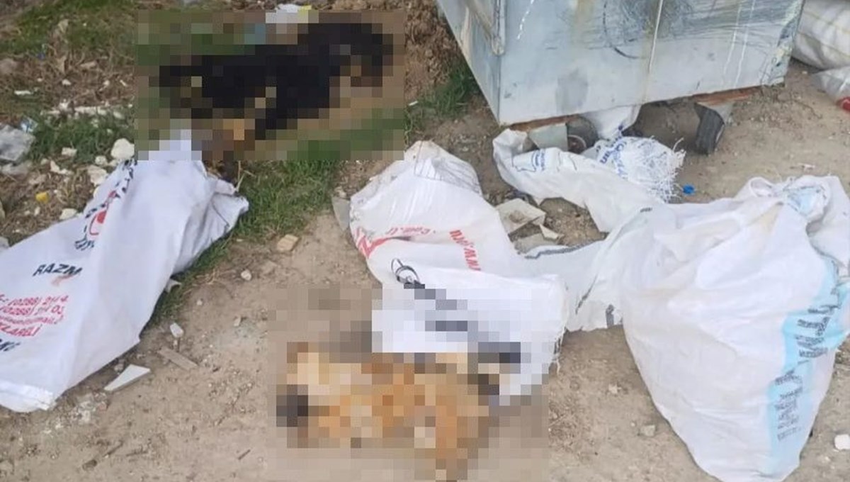 Kırklareli'nde 11 köpek ve bir kuzu ölü bulundu Kırklareli'nde 11 köpek ve bir kuzu ölü bulundu