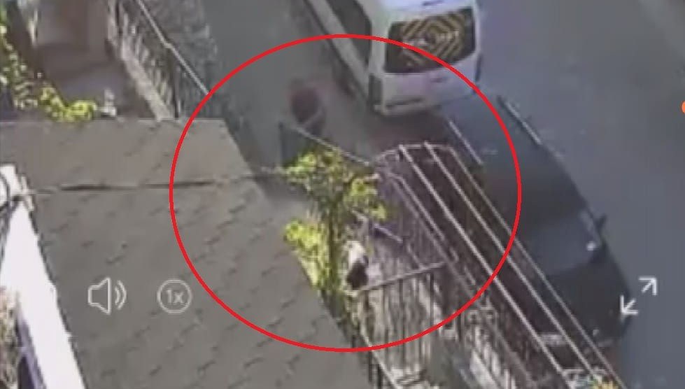 Köpeği taş ve sopayla dövdü