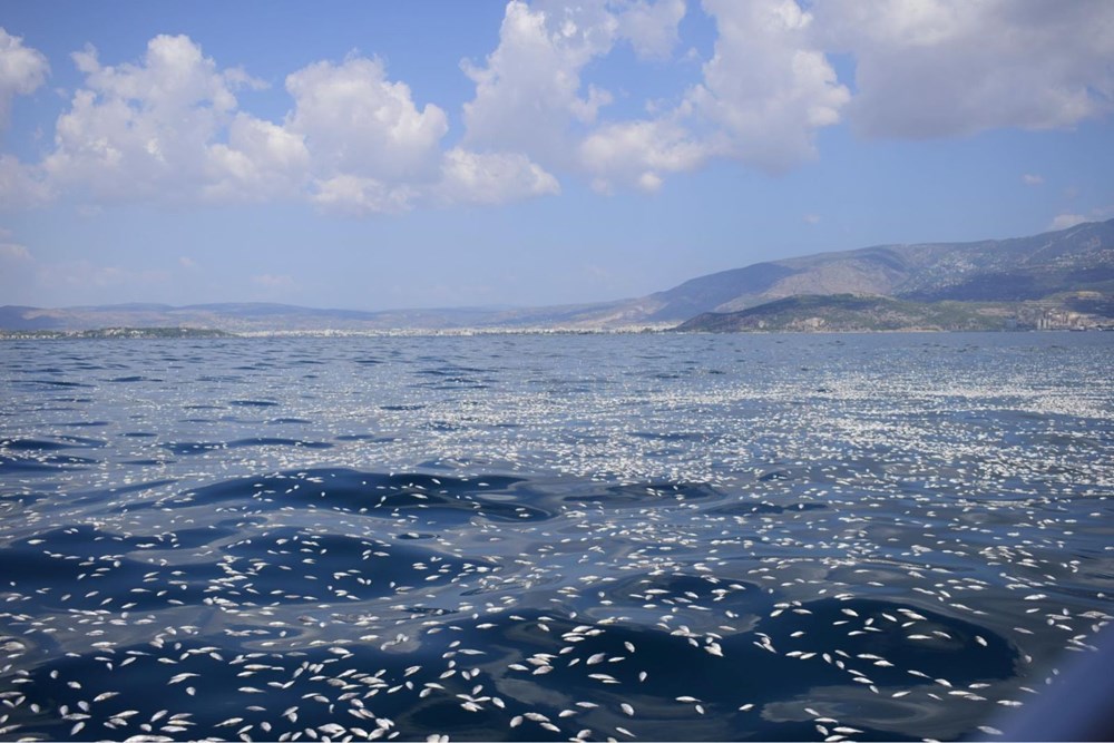 İzmir'den sonra Yunanistan'da milyonlarca ölü balık! - 2