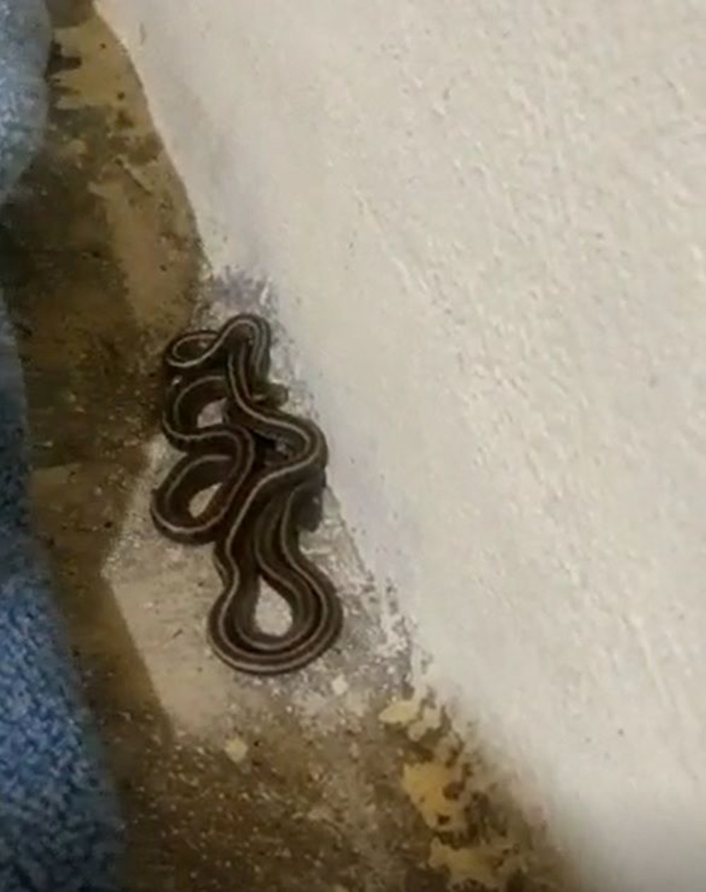 Bir evden 100 yılan çıktı - 3