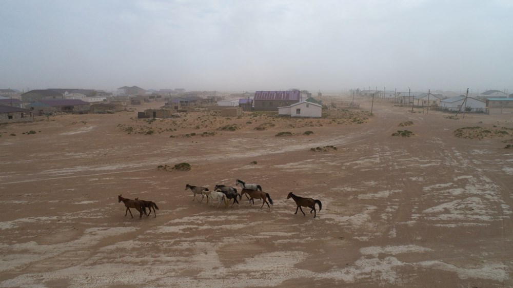 İklim değişikliğinin vurduğu Kazakistan'da binlerce hayvan öldü - 7