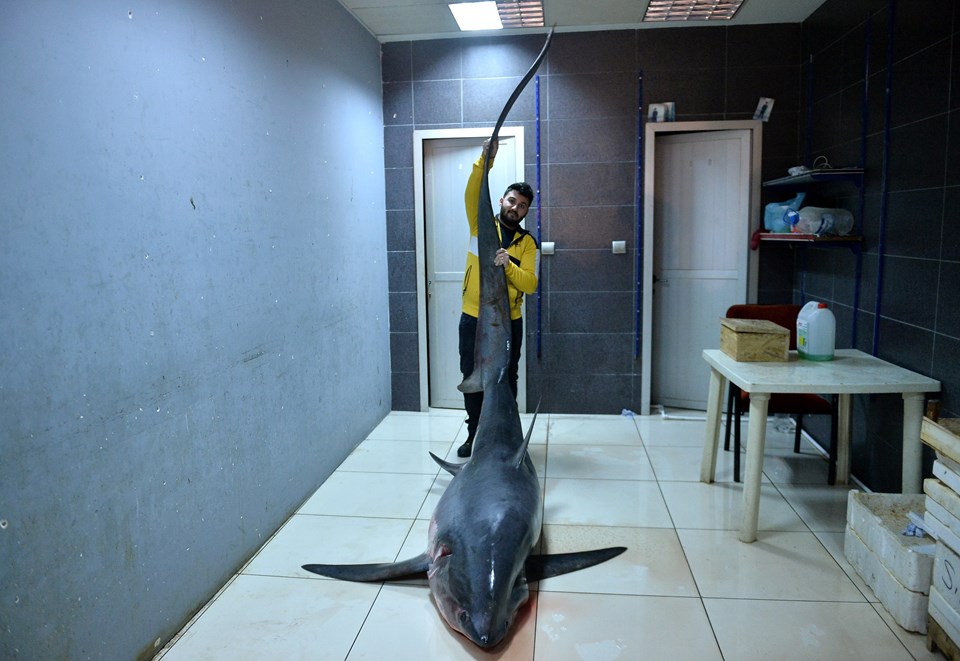 Mersin'de 500 kiloluk köpek balığı (Bir haftada üçüncü) - 1