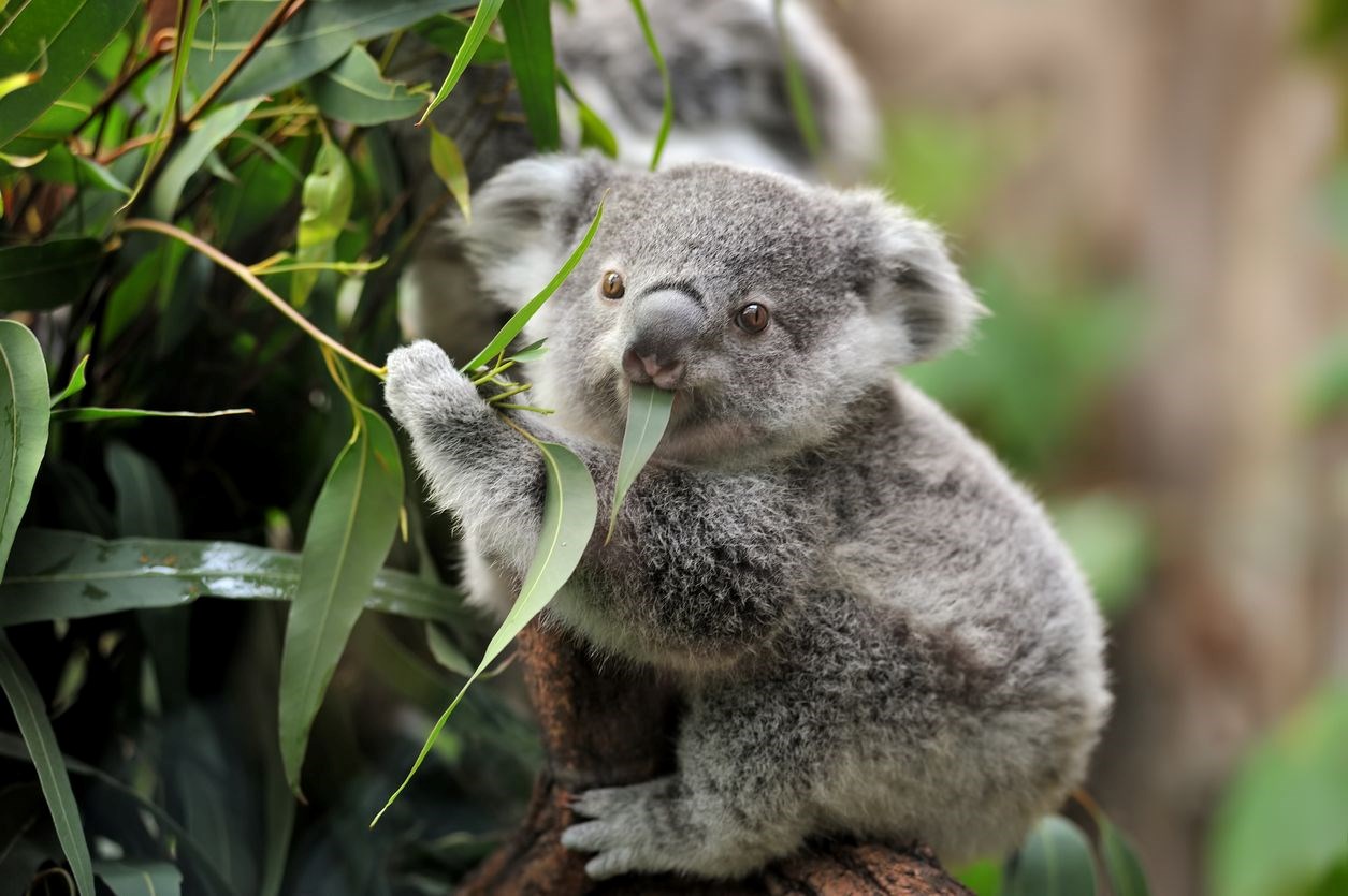 Коала Фото Животного Картинки