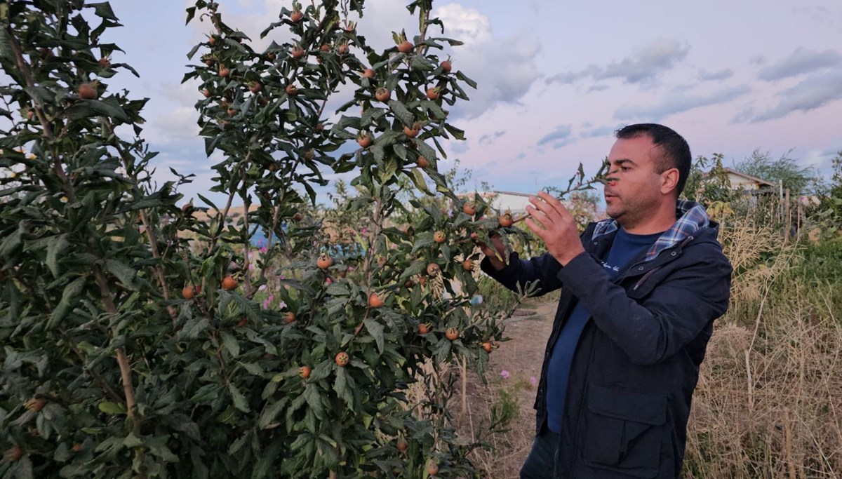 Doğu'nun soğuğunda yetiştirdi: Muşmula, dağ çileği, yer fıstığı...