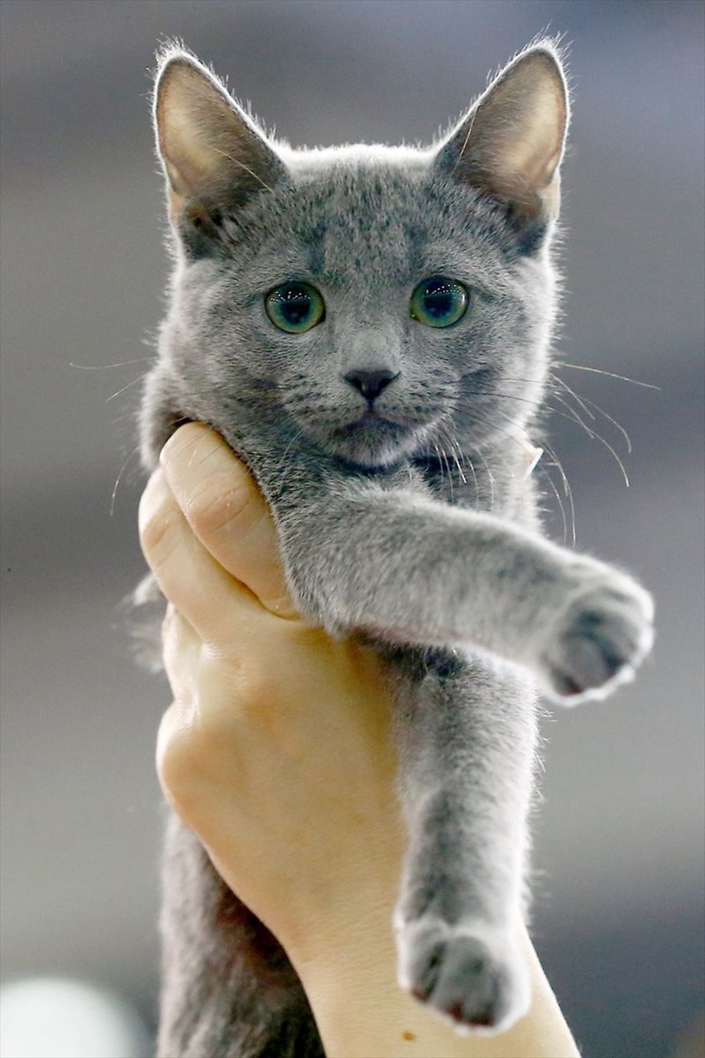 Uluslararası kedi fuarının yıldızları - 1