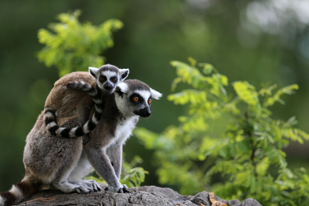 Bursa'daki lemur ailesi büyüyor - 4