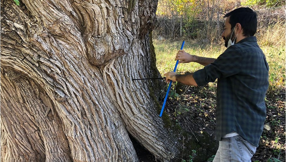 Artvin'de 2 bin yıllık armut ağacı tescil ediliyor