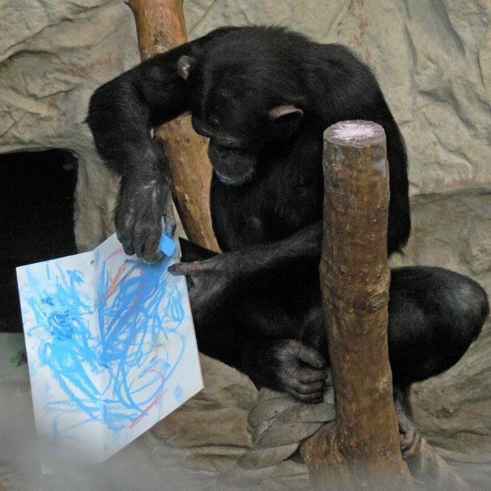 Şempanze ressam oldu, eserleri açık artırmaya çıkacak - 1