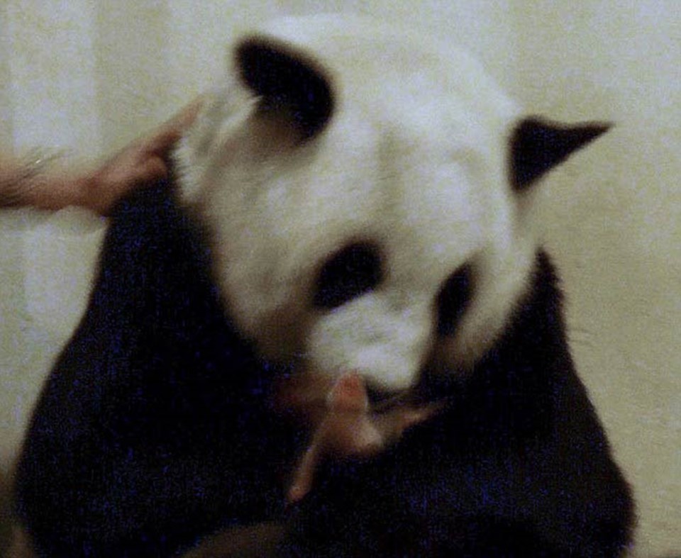 Ünlü panda çiftinin yavrusu dünyaya geldi - 3