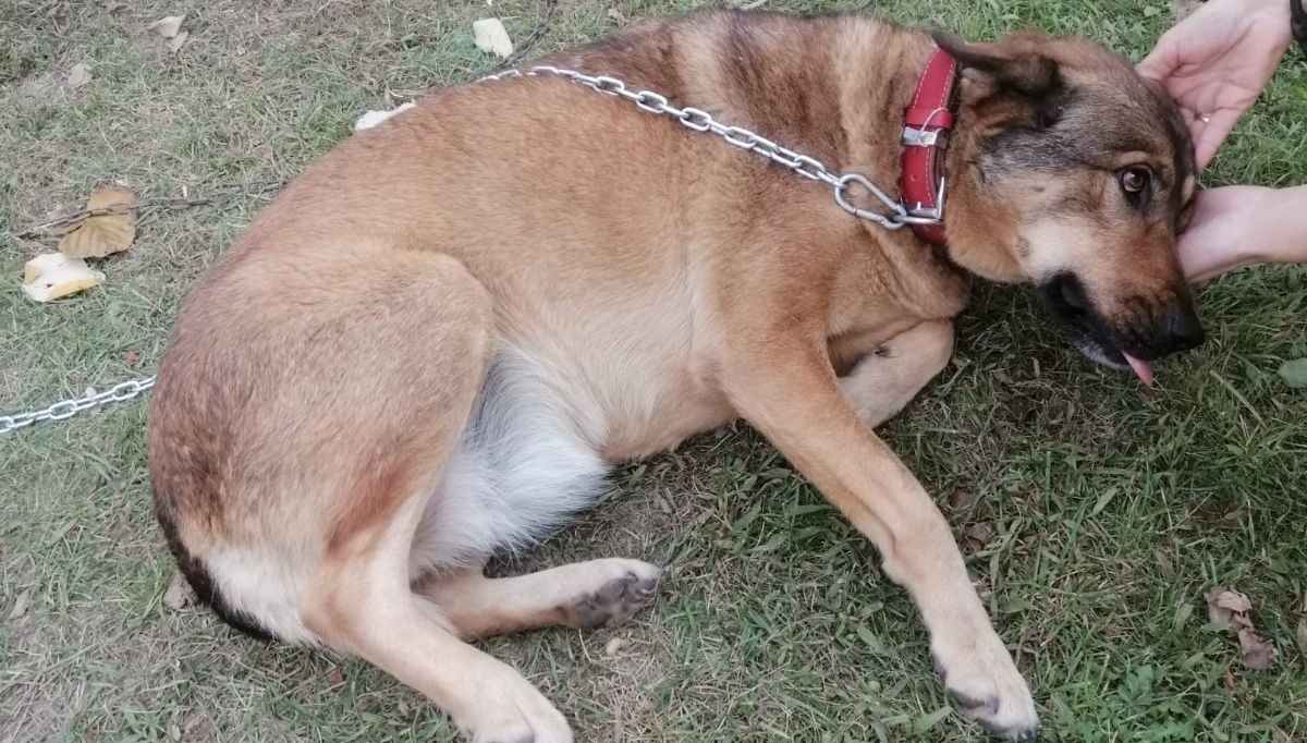 Topallayan köpeğin bacağından 200'den fazla 'saçma' çıktı Topallayan köpeğin bacağından 200'den fazla 'saçma' çıktı