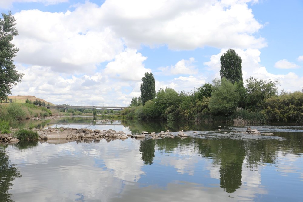 Dicle Nehri'nde korkutan görüntü: Çok sayıda ölü balık tespit edildi! Uzmandan ‘can suyu’ uyarısı - 3
