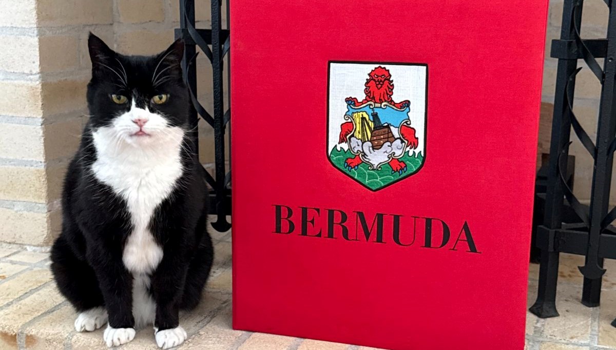 Bakanlığın eski kedisi geri döndü: Yeni görevi "Kedi ilişkileri danışmanlığı"