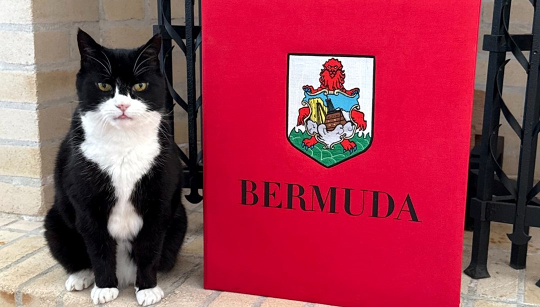 Bakanlığın eski kedisi geri döndü: Yeni görevi "Kedi ilişkileri danışmanlığı"