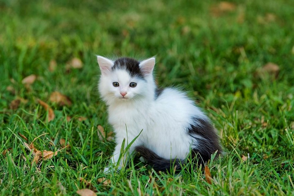 Bugün ne günü? Bugün Kediler Günü mü? Dünya Kediler Günü ne zaman? - 5